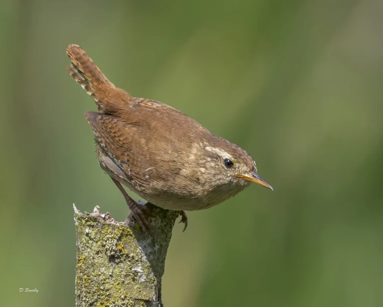 Wren