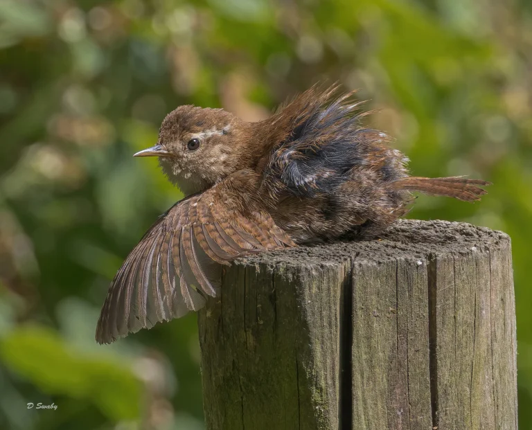 Wren