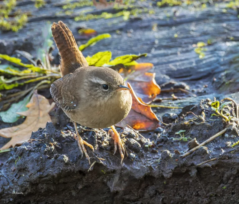 Wren