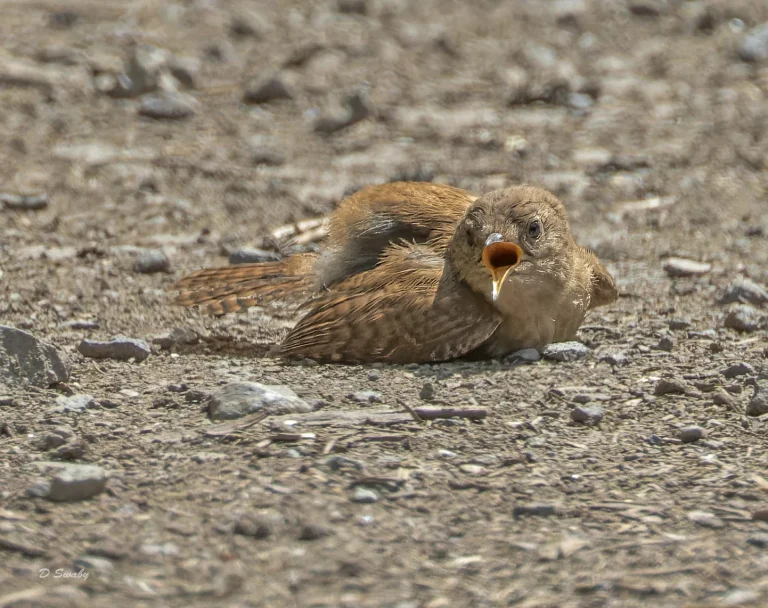 Wren enjoying a dust bath