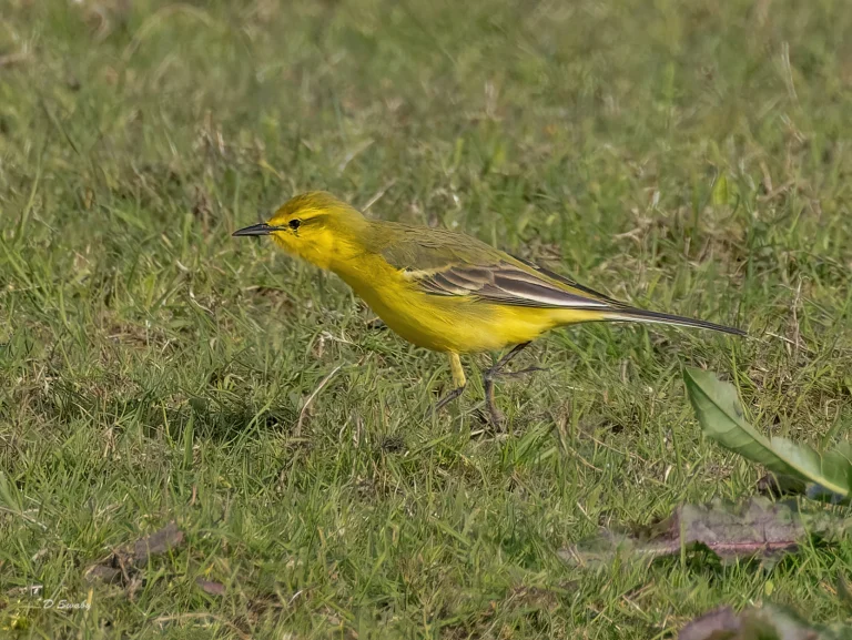 Yellow Wagtail