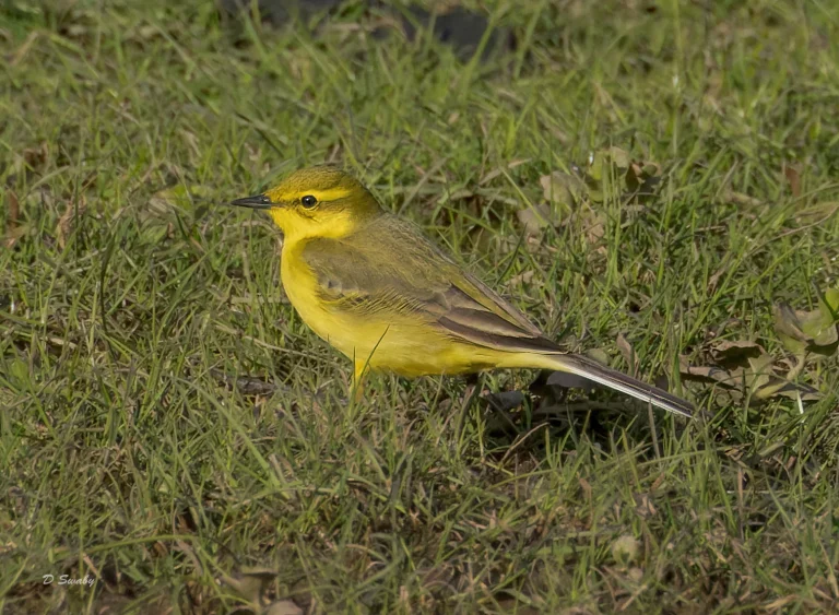 Yellow Wagtail