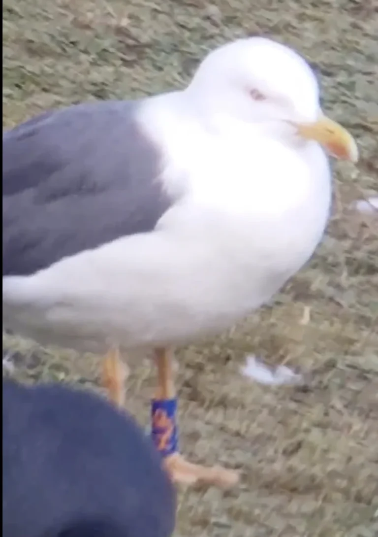 Bird Gallery 2019