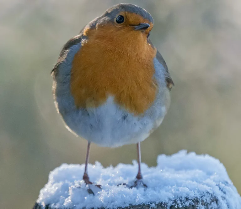 Bird Gallery 2019