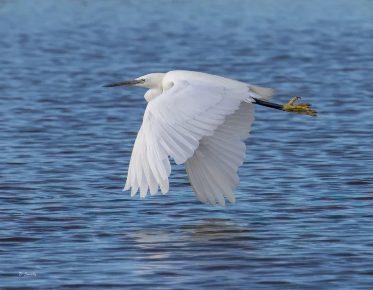 Little Egret