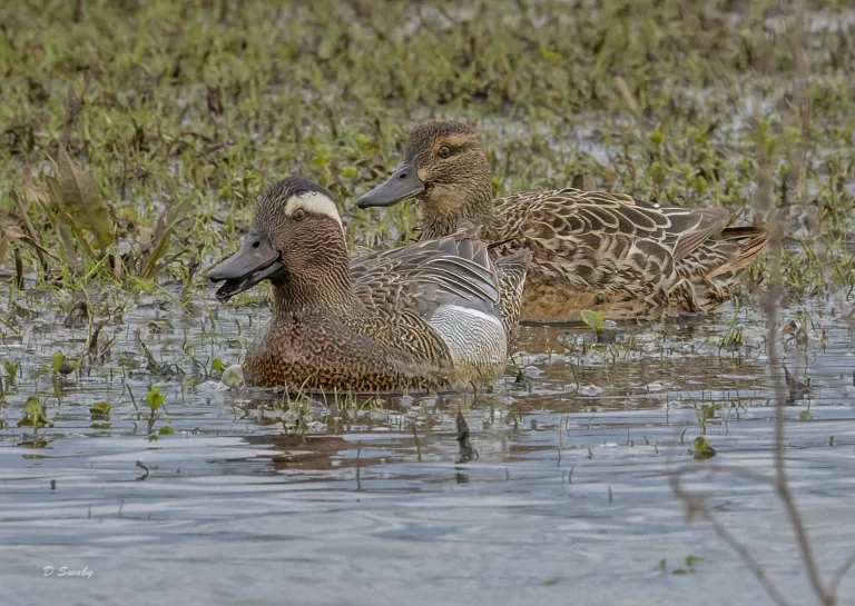 pair Garganey