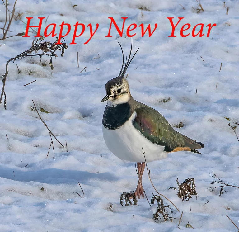 Bird Gallery 2023